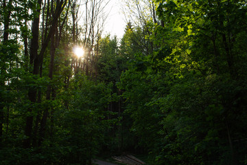 Obraz premium Bright green forest natural walkway in sunny day light. Sunshine forest trees. Sun through vivid green forest.