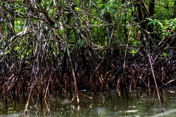 Roots of mangrove forests in the rainforest island of Palawan, Philippines.