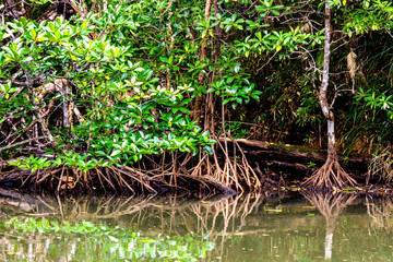 Mangrove trees along the river. The roots of mangrove trees in the mangrove forest in the tropical forest of Palawan Island, Philippines.
