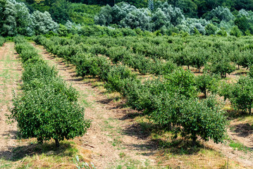 Fototapeta na wymiar Young apple trees in orchard