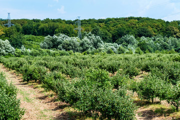 Fototapeta na wymiar Young apple trees in orchard