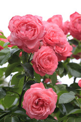 Rosa Rosen in Blüte
