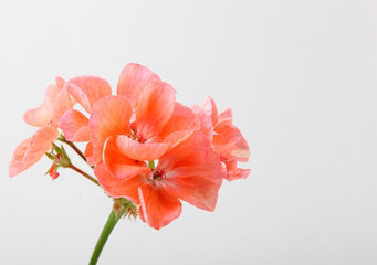 Naklejka premium Geranium Pelargonium Flowers