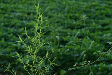 bamboo branch on cultivated field as a background
