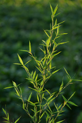 bamboo branch on cultivated field as a background
