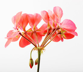 Geranium Pelargonium Flowers