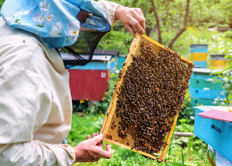 beekeeper holdind a honeycomb with bees