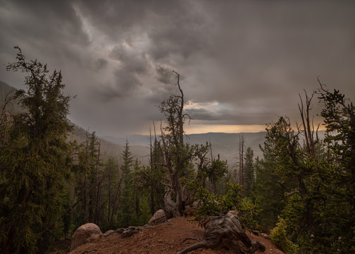 Bristlecone pine trees on Cedar mountain in Southern Utah under a cloudy sky with rain and mist in the distance.