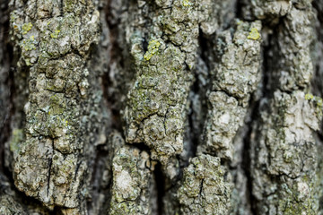 tree bark background 