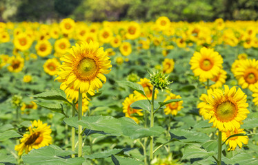 Obraz premium Close up sunflower blooming on the field in sunny day 
