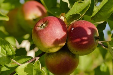 Rote Äpfel am Apfelbaum