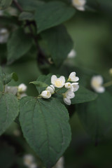 Beautiful flowers. Green plant.