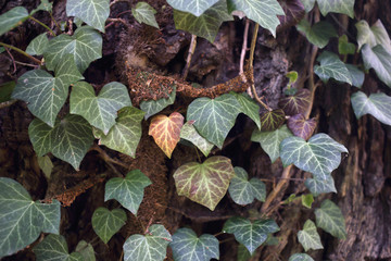 Green leafs. Background.