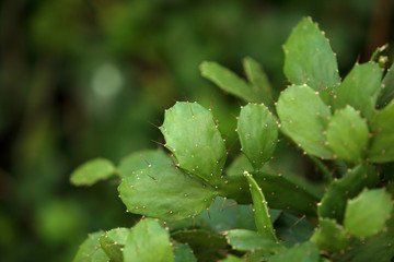Cactus. Green picture.