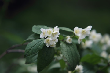 Beautiful flowers. Green plant.