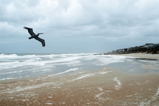 Pelican Flying Over The Atlantic Ocean At Pawleys Island SC