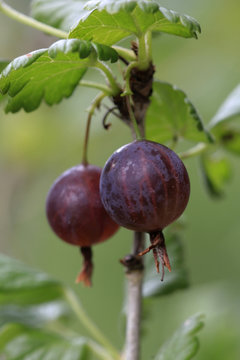 Rote Stachelbeere (Ribes uva-crispa)