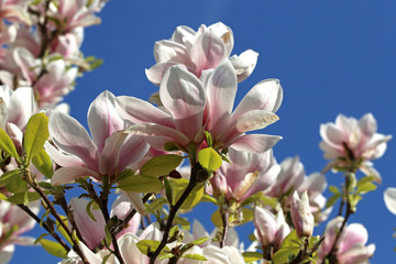 High-contrast photo with white and blue of blooming magnolia flowers
