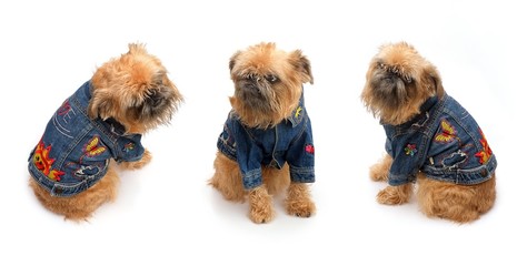 Brussels Griffon in a denim jacket isolated on a white background