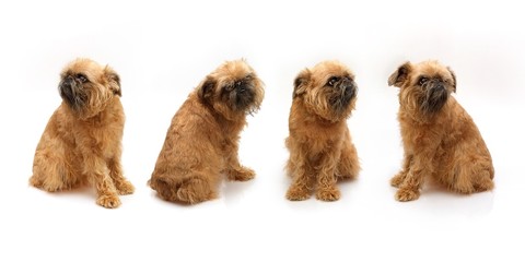 Brussels Griffon isolated on a white background