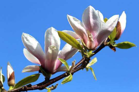 Fototapeta Blooming white flowers of the magnolia in the spring