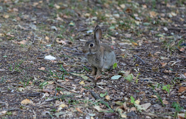 Wilder Hase / Wildes Kaninchen im Park