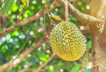 Fresh Durian (Durio zibethinus) king of tropical fruits hanging on brunch tree growth in organic...