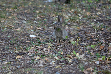 Wilder Hase / Wildes Kaninchen im Park