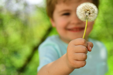 Blurred child. Little boy in forest holds one dandelion. Cute smile from child on nature. Spring and summer in the air. Blond kid in blue T-shirt on day walk. Exploring process in childhood