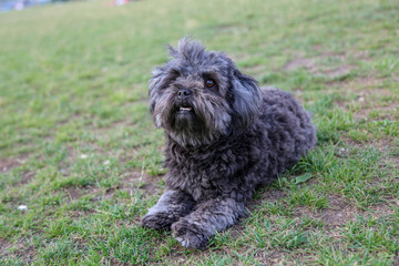 Kleiner schwarzel Hund im Park