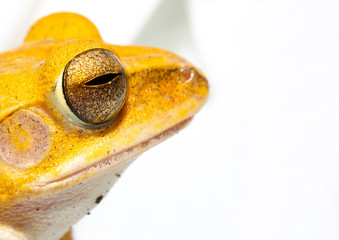 yellow frog eye close up