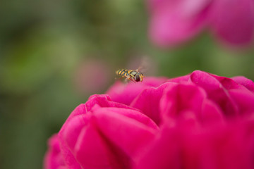 Macro photograph of a bee approaching a flower to collect pollen