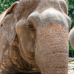 Fototapeta premium elephant trunk skin