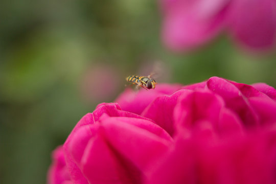 Macro photograph of a bee approaching a flower to collect pollen