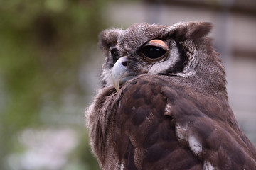 クロワシミミズク