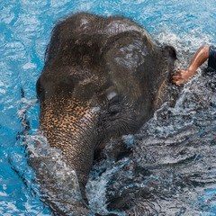 baby elephant playing in water