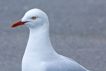 Closeup of a seagull, walking, looking at camera