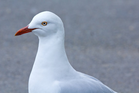 Closeup of a seagull, walking, looking at camera