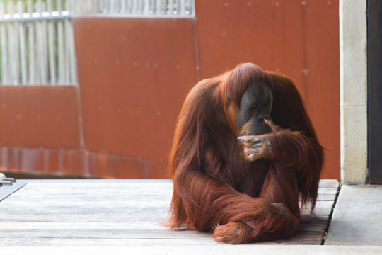 Orangutan sitting on platform, looking to the left, thinking