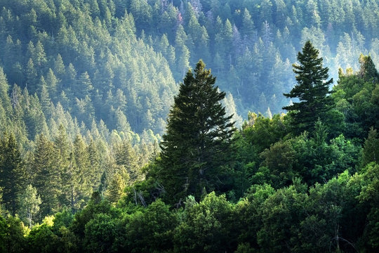 Fototapeta Pine Forest in Wilderness Mountains