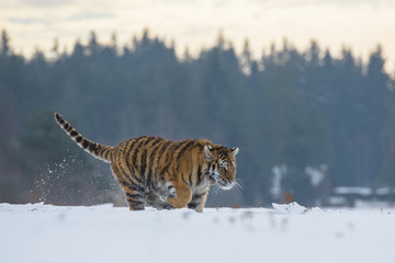 Siberian Tiger in the snow (Panthera tigris)