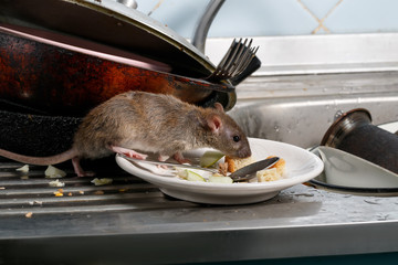 Close-up young rat (Rattus norvegicus) sniffs leftovers on a plate on sink at the kitchen. Fight...