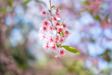 Wild Himalayan Cherry flowers at Khun Wang royal project, Thailand.