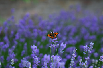 Lavender flowers with a vibrant Red Admiral butterfly settled  onto a bloom  having a bokeh background 