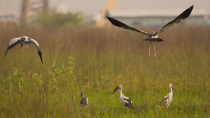 Open billed stork takeoff