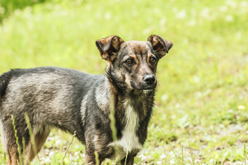  brown dog in the field