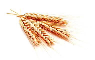 Wheat ears corn isolated on a white background