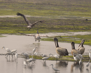 Pelican take off in a row
