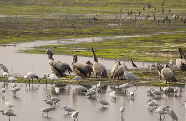 Pelicans with stroks in foreground and flying swifts in background