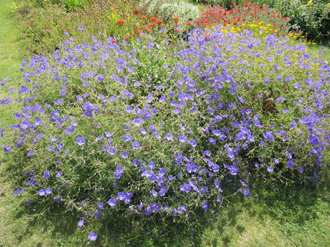 Samar&egrave;s Manor Gardens, Ackerwinde